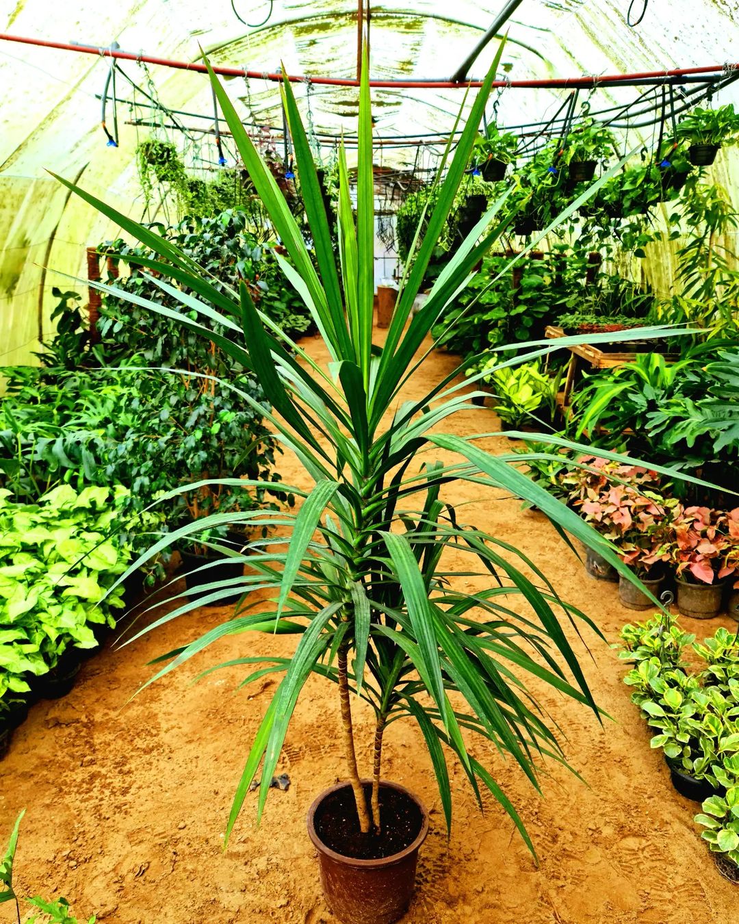 Dracaena Santarosa by 3OUD