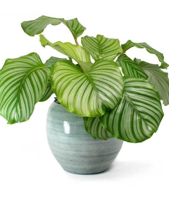 Calathea Orbifolia by 3OUD