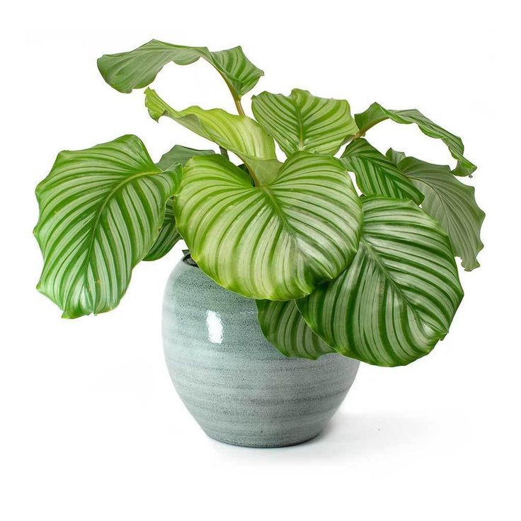 Calathea Orbifolia by 3OUD