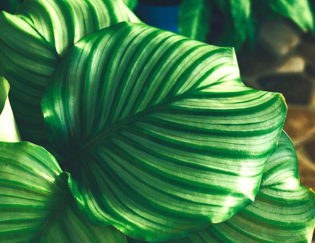 Calathea Orbifolia - Image 3