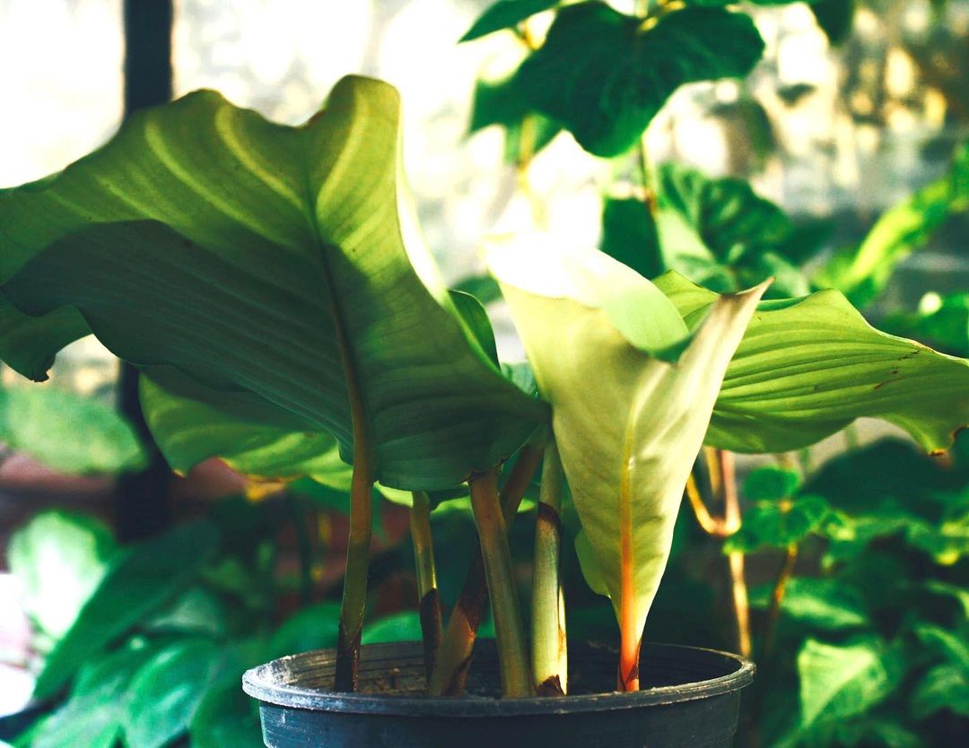 Calathea Orbifolia - Image 2