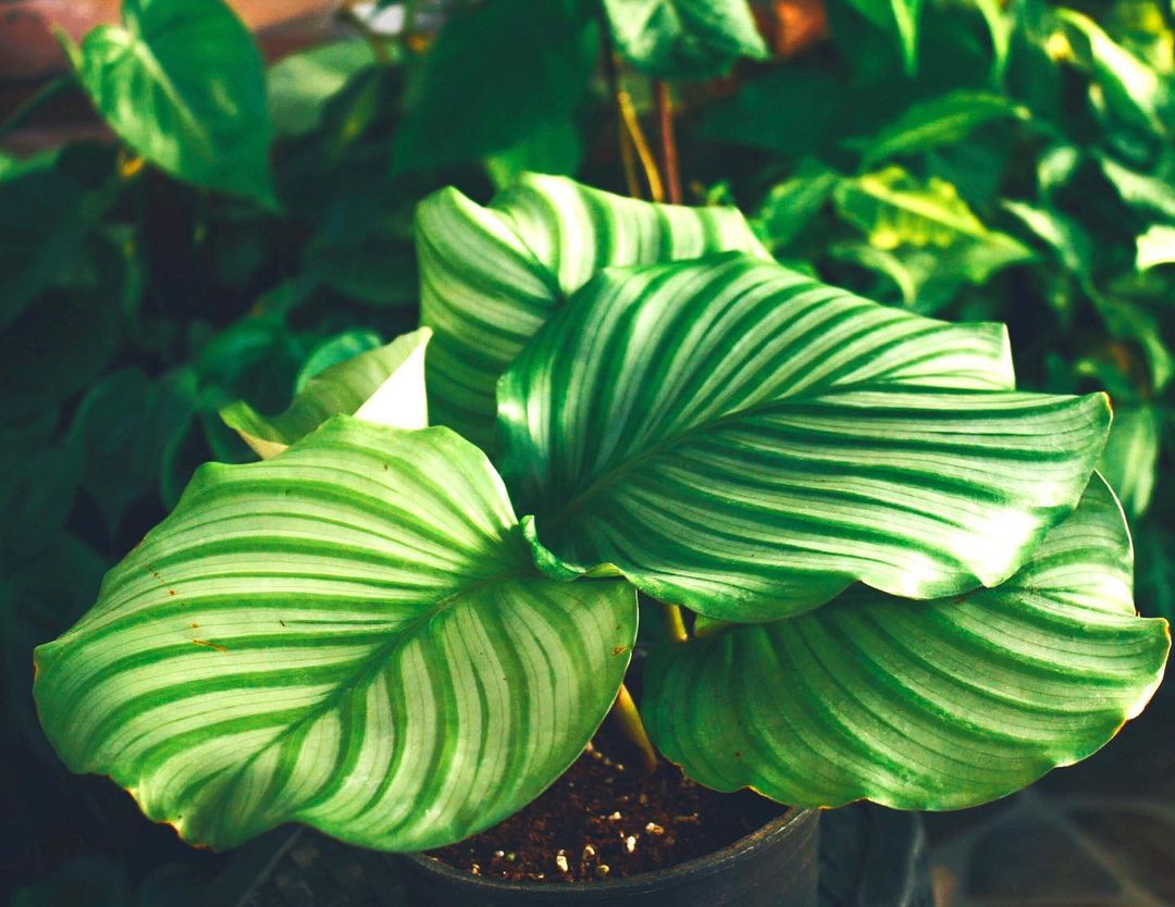 Calathea Orbifolia - Image 4