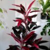 Red Cordyline by 3OUD