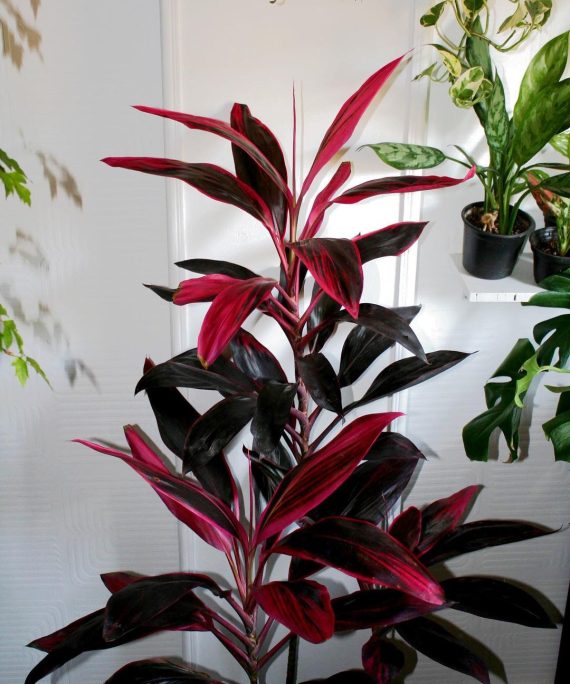 Red Cordyline by 3OUD