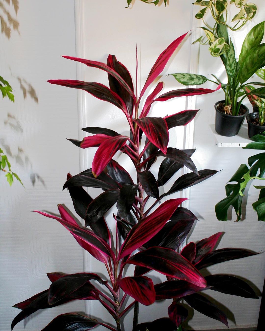 Red Cordyline by 3OUD