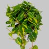 Philodendron Brasil by 3OUD