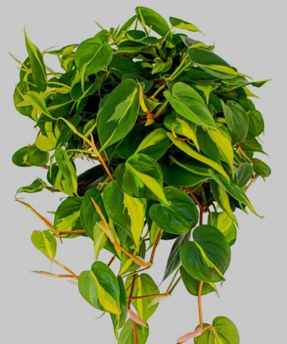 Philodendron Brasil by 3OUD