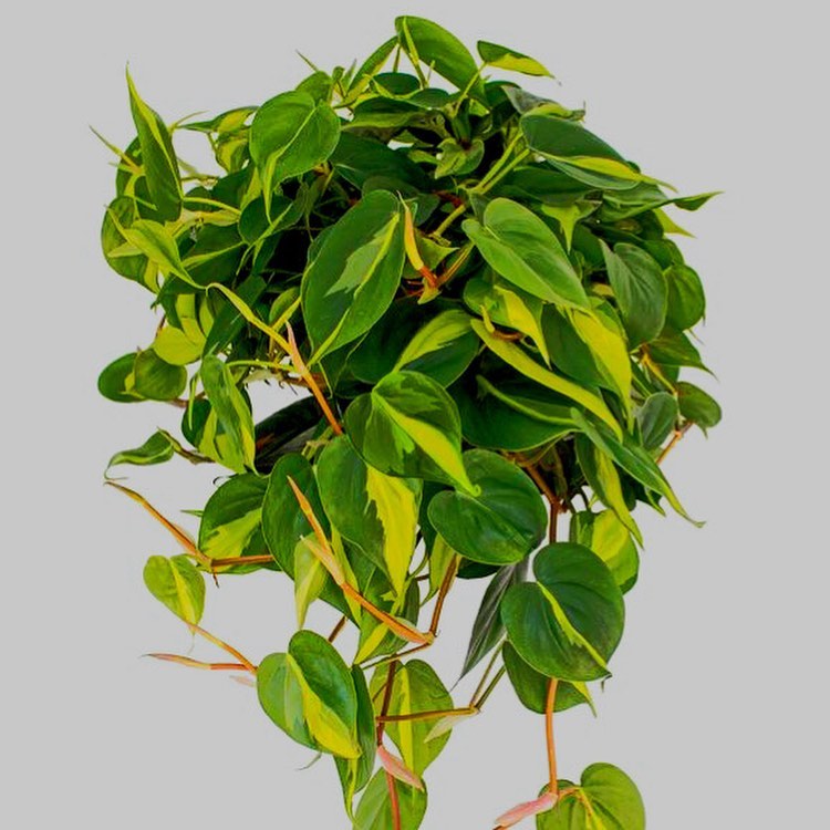 Philodendron Brasil by 3OUD