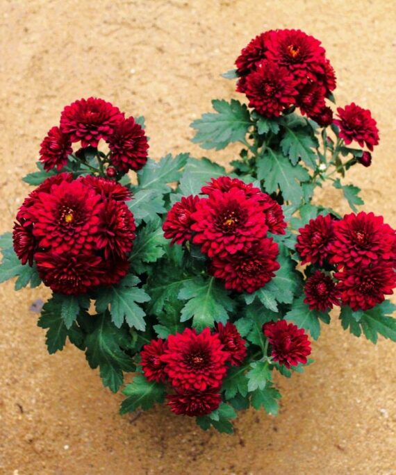 Chrysanthemum by 3OUD