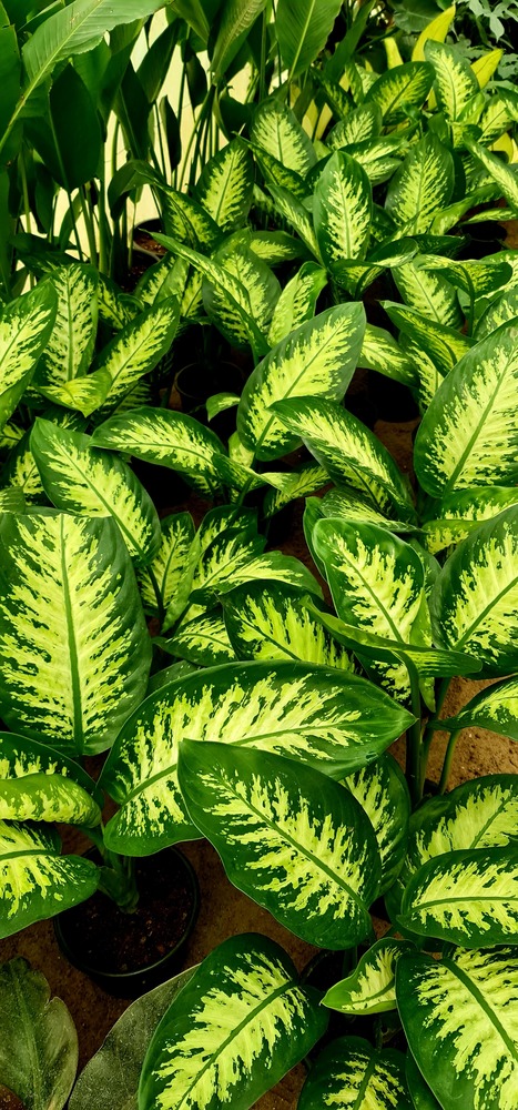Dieffenbachia TropicSnow - Image 2