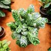 Calathea Fishbone by 3OUD