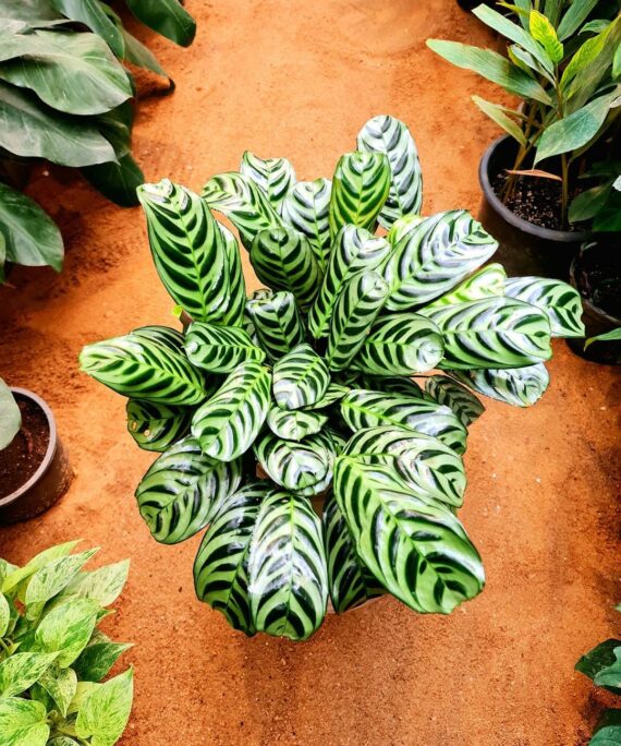 Calathea Fishbone by 3OUD
