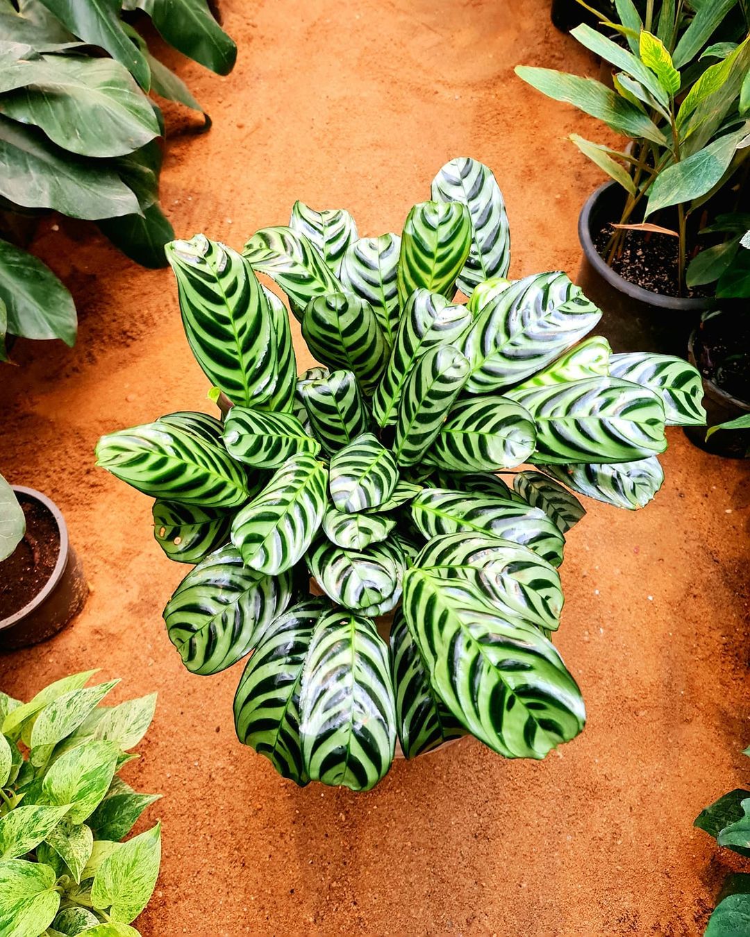 Calathea Fishbone by 3OUD