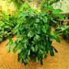 Florida Green Philodendron by 3OUD
