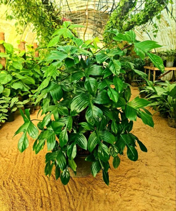 Florida Green Philodendron by 3OUD