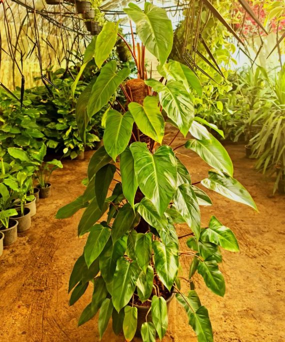 Red Emerald Philodendron by 3OUD