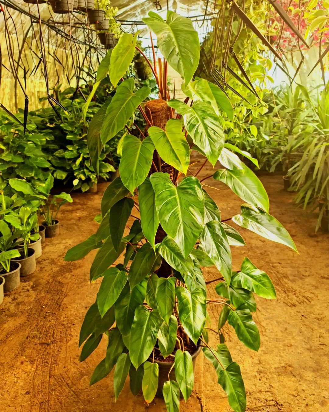 Red Emerald Philodendron by 3OUD