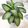Dieffenbachia tropicsnow by 3OUD