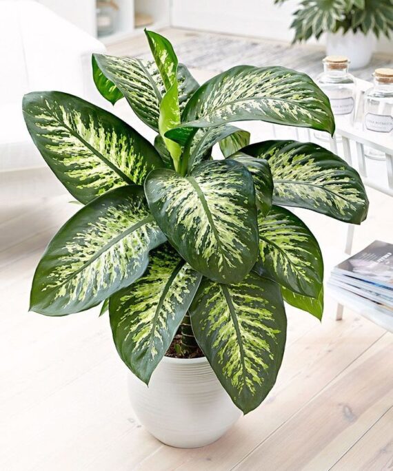 Dieffenbachia tropicsnow by 3OUD