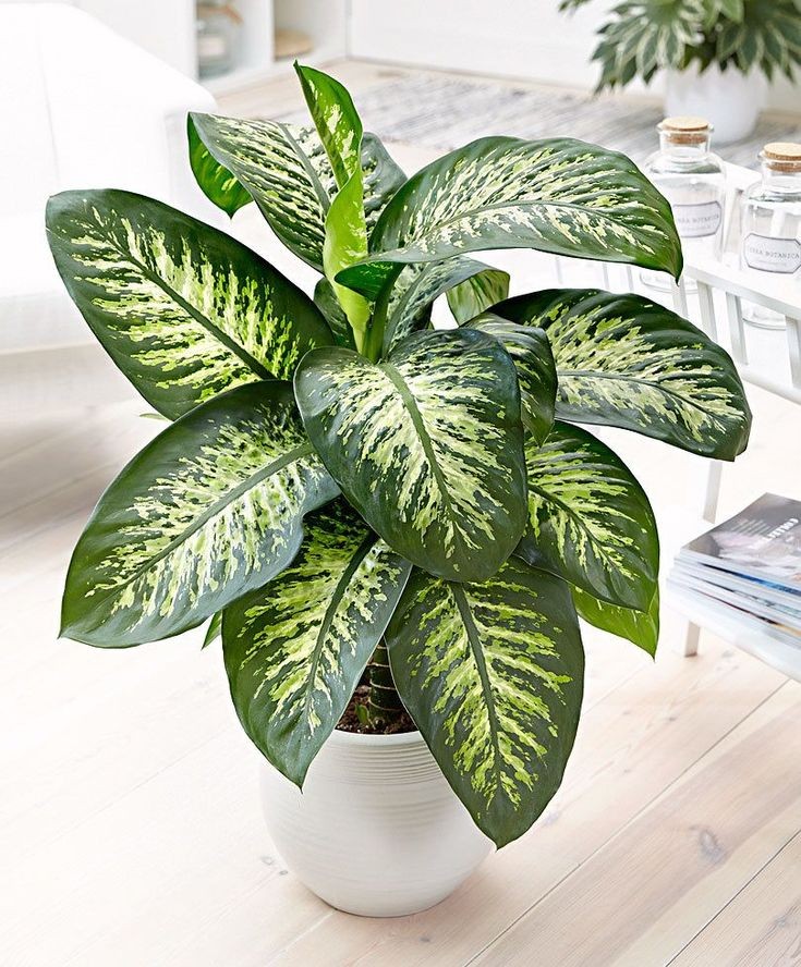 Dieffenbachia tropicsnow by 3OUD