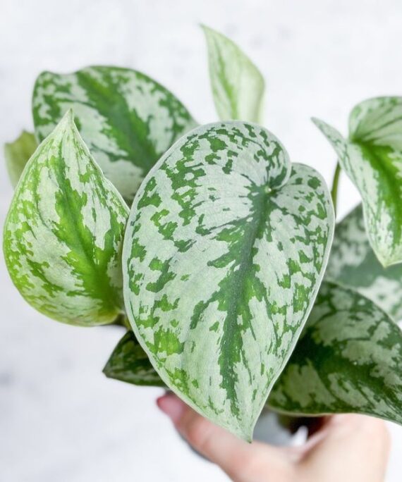 Silver Pothos by 3OUD