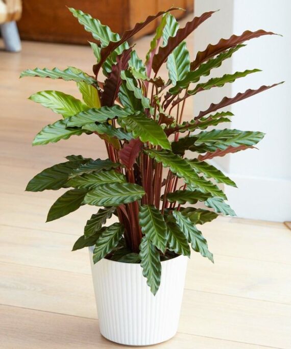 Calathea Rufibarba by 3OUD