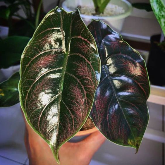 Alocasia Azlanii