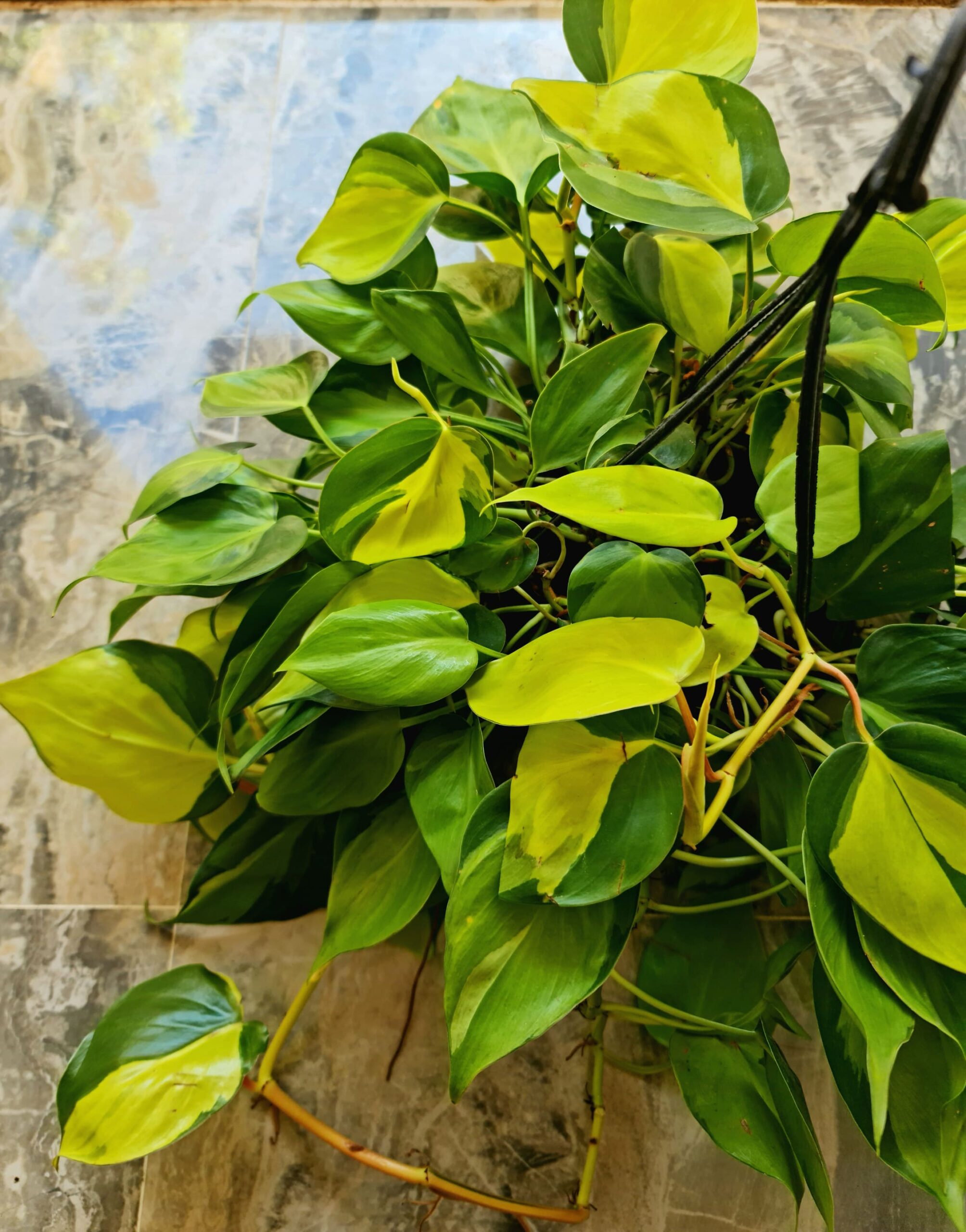 Philodendron Brasil - Image 2