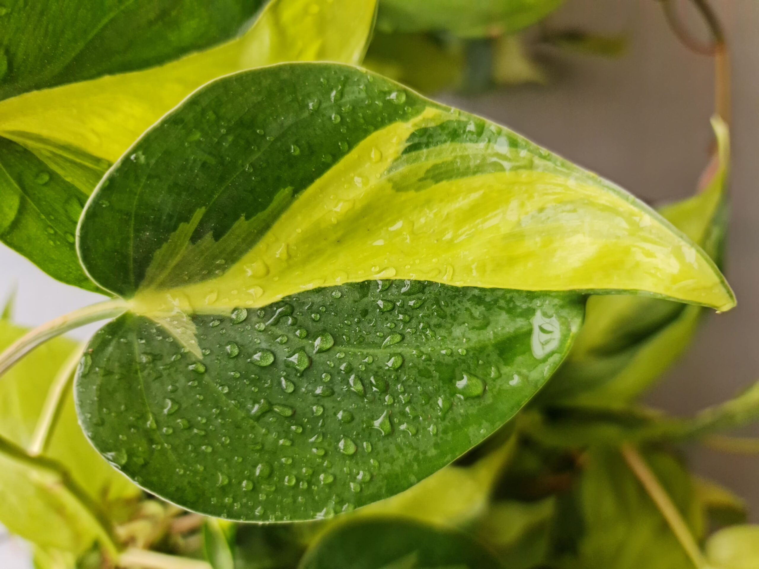 Philodendron Brasil - Image 3