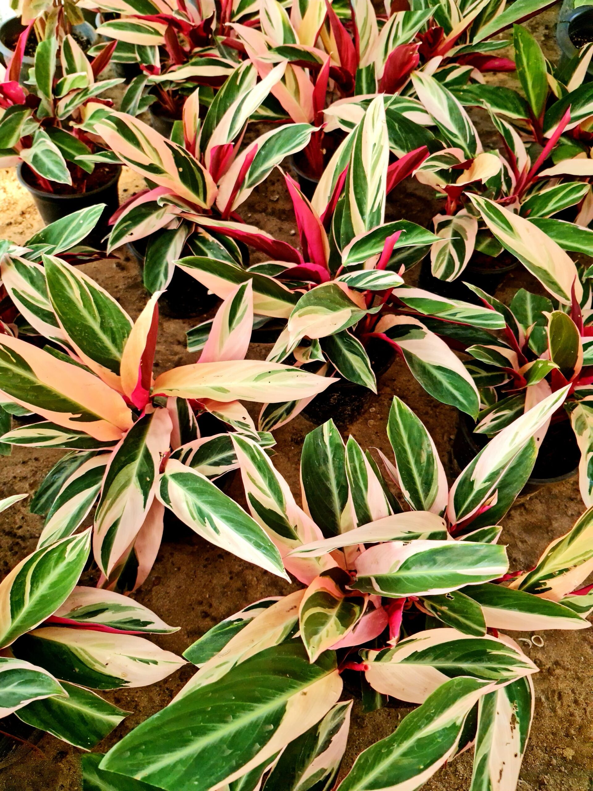 Stromanthe Triostar by 3OUD