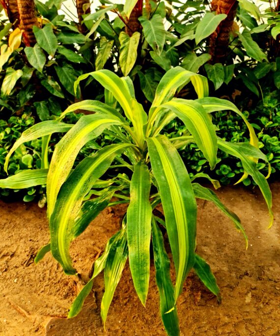 Dracaena Fragrans by 3oud