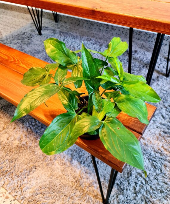 Green Syngonium by 3OUD