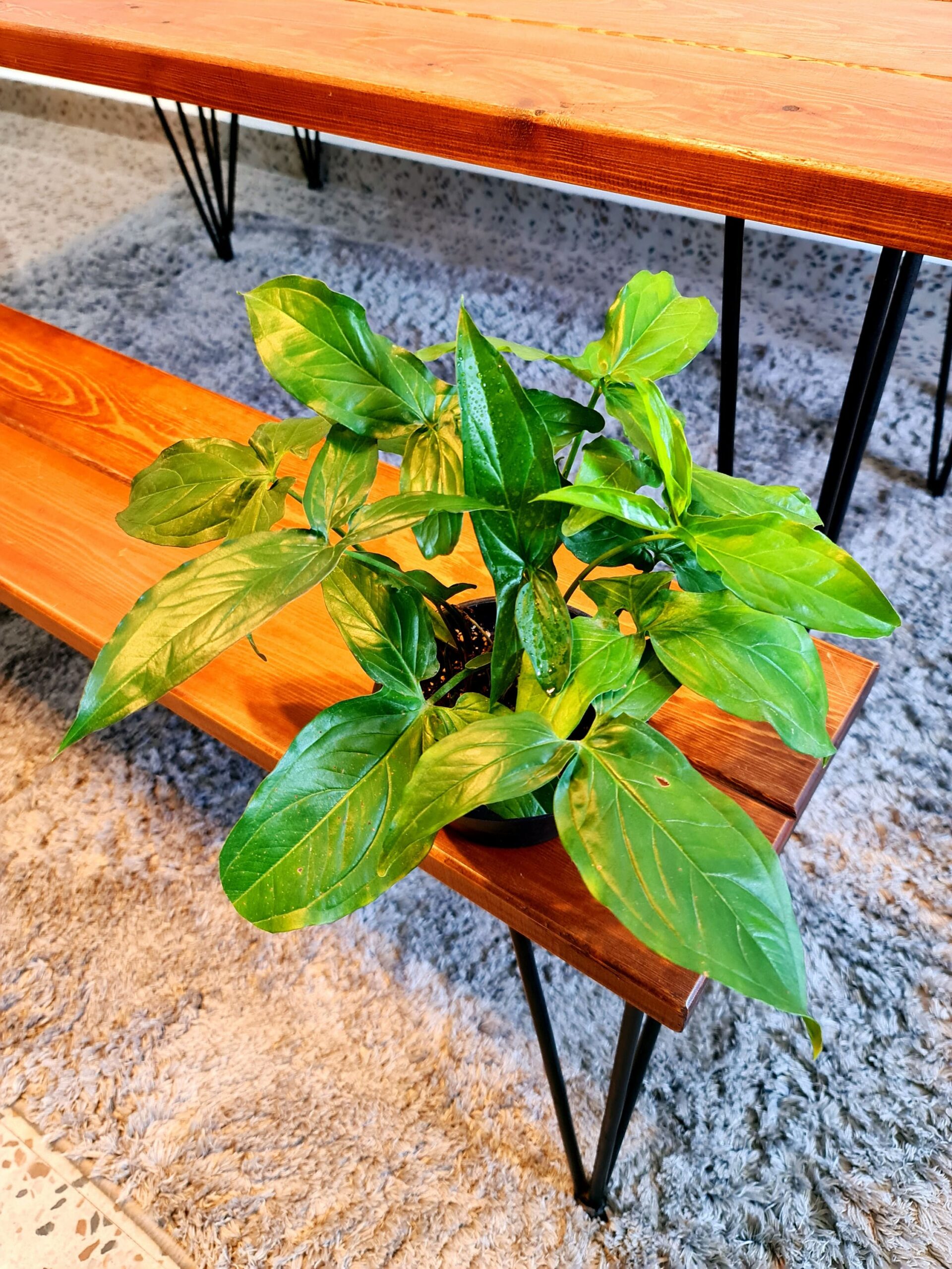 Green Syngonium by 3OUD