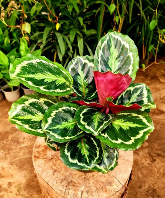 Calathea Medallion by 3OUD