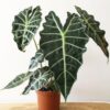 Alocasia Amazonica by 3OUD