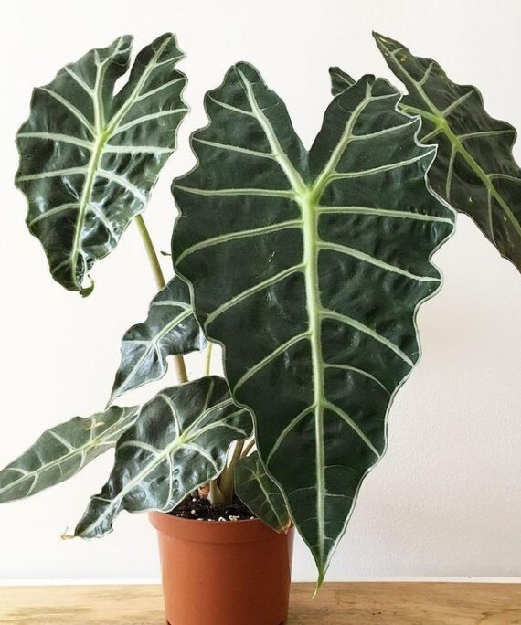 Alocasia Amazonica by 3OUD