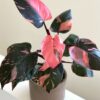 Pink princess philodendron by 3OUD