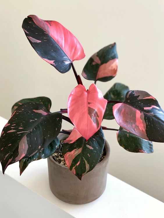 Pink princess philodendron by 3OUD