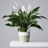 Peace lilly by 3OUD