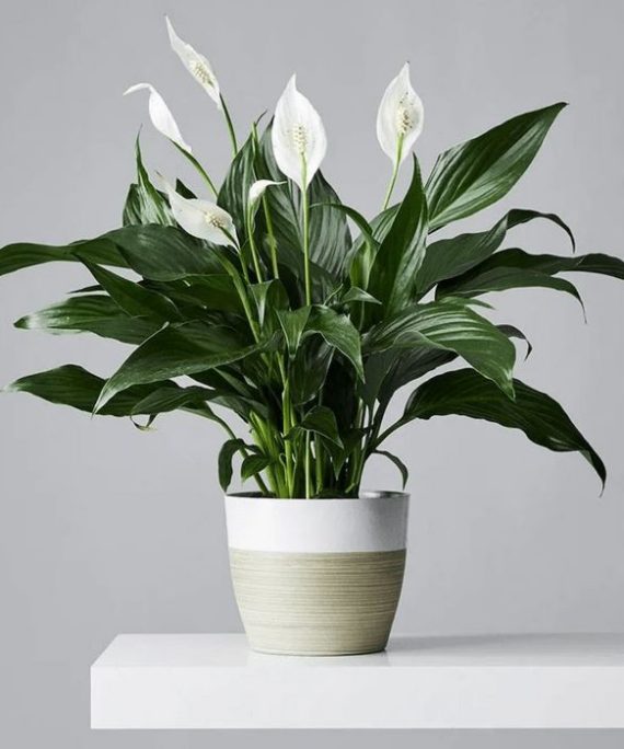 Peace lilly by 3OUD