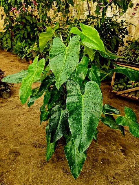 Bernardopazii philodendron by 3OUD