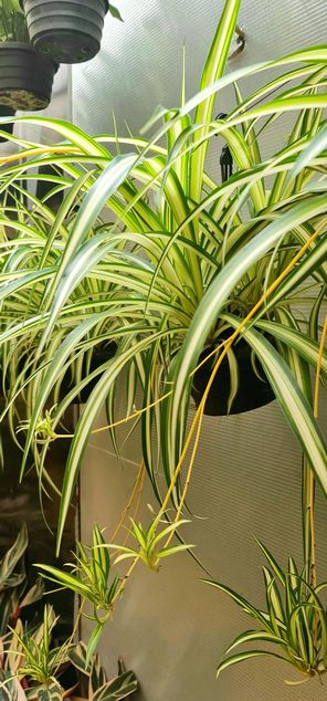 Spider plant - Image 2