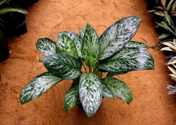 Chinese Evergreen by 3OUD