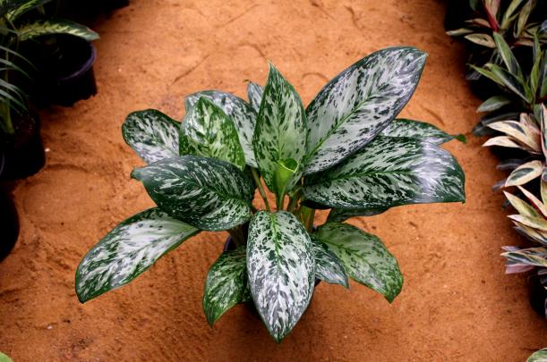 Chinese Evergreen by 3OUD
