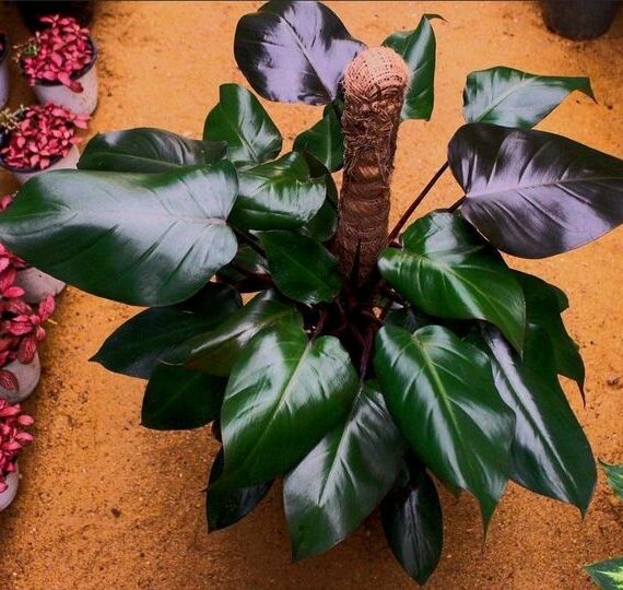 Royal Queen Philodendron by 3OUD
