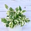 White Pothos (N-Joy) by 3OUD