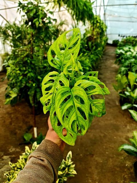 Monstera Adansonii - Image 2