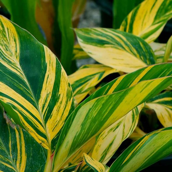 Variegated Alpinia - Image 2