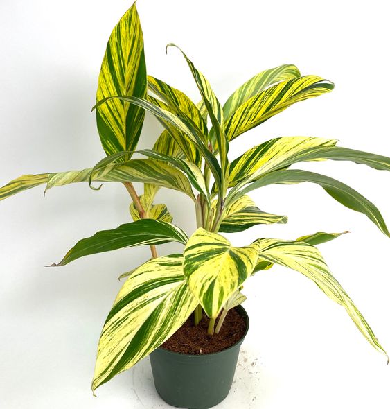 Variegated Alpinia by 3oud