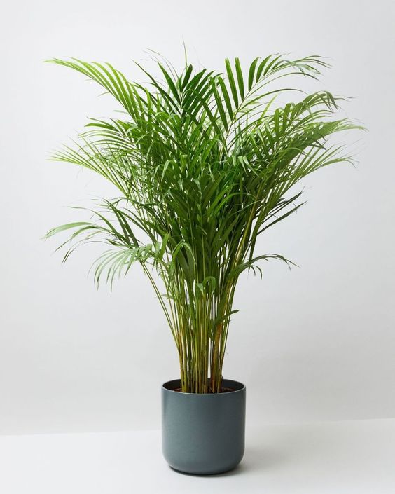 Areca palm by 3OUD